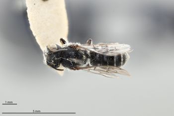 Media type: image;   Entomology 793005 Aspect: habitus dorsal view